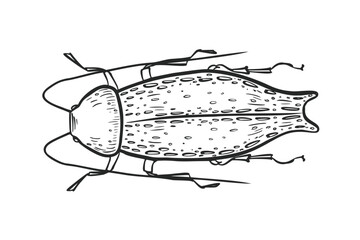 Elongated beetle vector illustration in black and white sketch style. Hand drawn stylized insect graphic for nature and biology design. Weevil outline drawing. Long legged beetle line art.