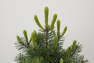 Close up of a young evergreen tree with bright green new growth