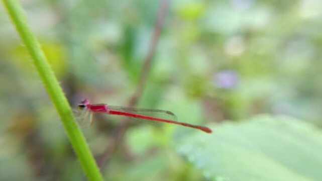 A slender and cute red damselfly on a bush