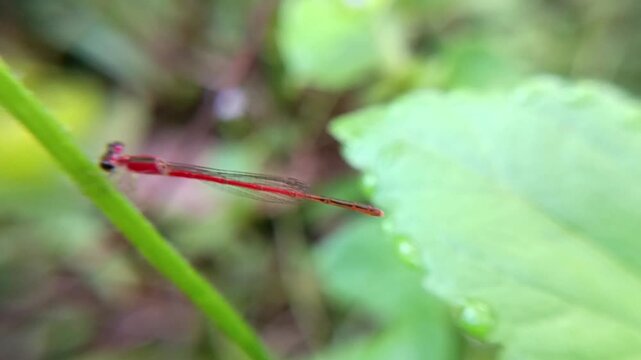 A slender and cute red damselfly on a bush