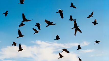 birds in the sky vibrant colors 