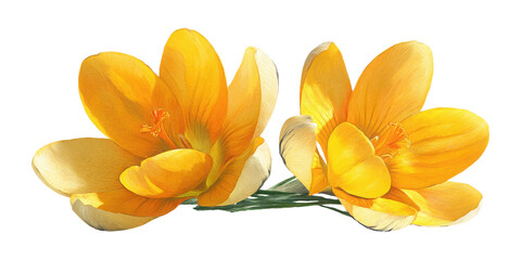 Vibrant yellow crocuses bloom, evoking spring and renewal, perfect for nature lovers isolated on a transparent background
