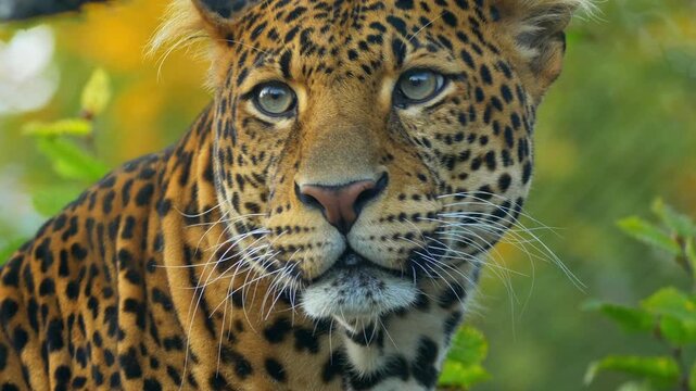 Slow motion medium shot of leopard sitting calmly
