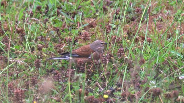Linnet (Linaria cannabina) male, joined by a female, finding seeds to eat on a garden lawn. September, Kent, UK. (Half speed)