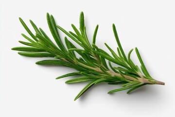 Fototapeta premium Fresh Rosemary Sprig on White Background