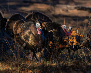 Wild Turkey males in the Wichita Mountains
