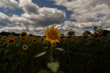 Sunflower field in Sussex County New Jersey