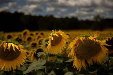 Sunflower field in Sussex County New Jersey