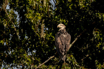 Subadult Bald Eagle perched on a branch along the Delaware River