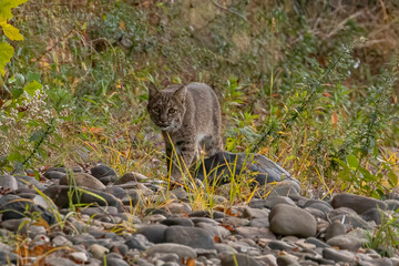 Female Bobcat walks along the bank of the Delaware River
