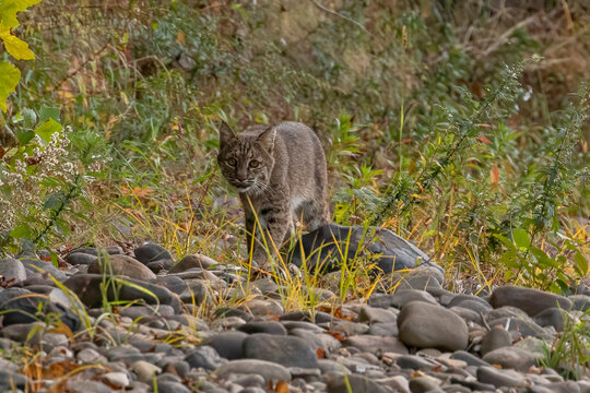 Female Bobcat walks along the bank of the Delaware River - Powered by Adobe