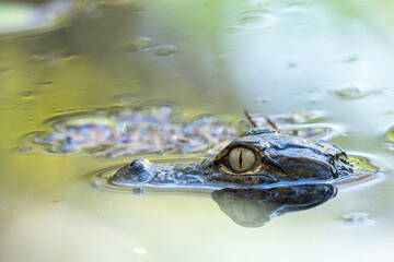 American alligator (Alligator mississippiensis) at the Corkscrew Regional Ecosystem Watershed (CREW) in south Florida