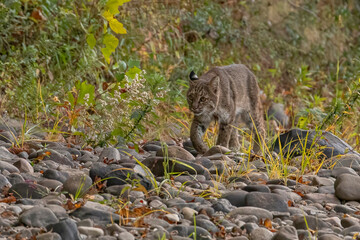 Female Bobcat walks along the bank of the Delaware River