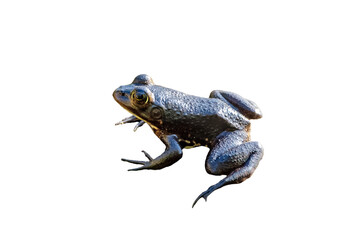 A bullfrog&mdash;likely the American bullfrog (Lithobates catesbeianus) according to identification on iNaturalist. In Corkscrew, Florida. Transparent PNG clipped from my original photo. Real photo asset.