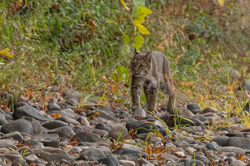 Female Bobcat walks along the bank of the Delaware River