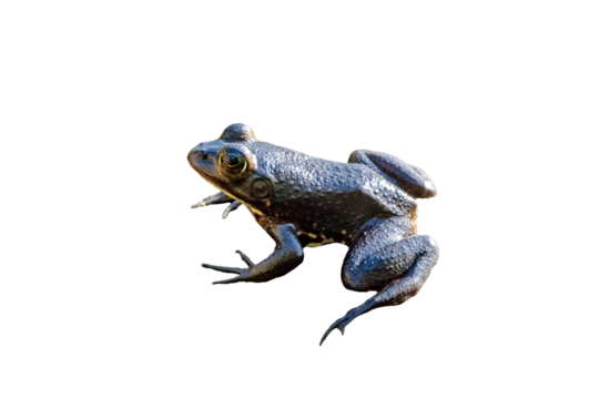 A bullfrog—likely the American bullfrog (Lithobates catesbeianus) according to identification on iNaturalist. In Corkscrew, Florida. Transparent PNG clipped from my original photo. Real photo asset.