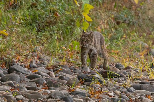 Female Bobcat walks along the bank of the Delaware River