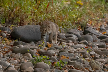 Bobcat kitten walks along the bank of the Delaware River