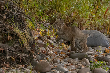 Bobcat kitten walks along the bank of the Delaware River