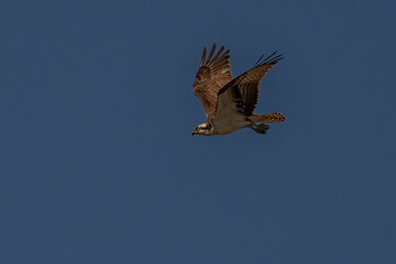 Juvenile Osprey flies over the Delaware River