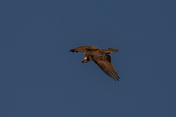 Juvenile Osprey flies over the Delaware River