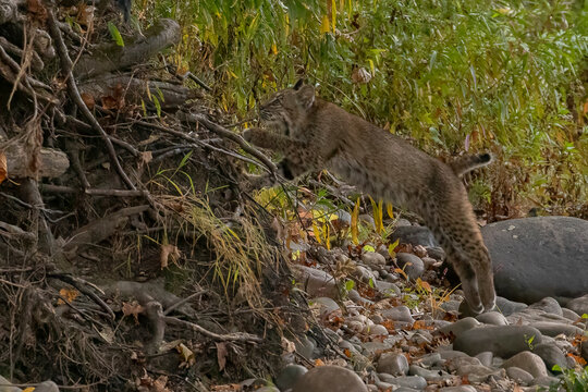 Bobcat kitten walks along the bank of the Delaware River