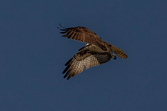 Juvenile Osprey flies over the Delaware River