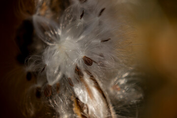 Milkweed Seedpod in Kittatinny Valley State Park, NJ