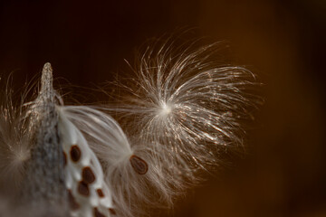 Milkweed Seedpod in Kittatinny Valley State Park, NJ