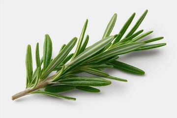 Fototapeta premium Fresh Rosemary Sprig on White Background