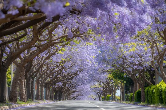 Beautiful avenue lined with blooming jacaranda trees in full purple splendor