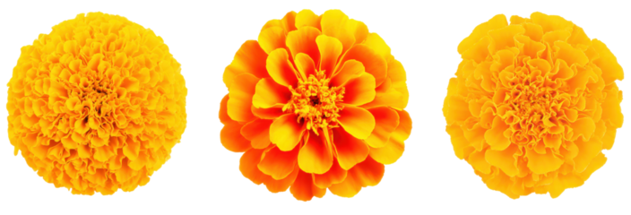 Trio of Radiant Blooms: A captivating trio of vibrant orange flowers blossoms, showcasing their intricate petals and radiating warmth and elegance.