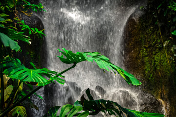 Eden Project waterfall in the tropical garden