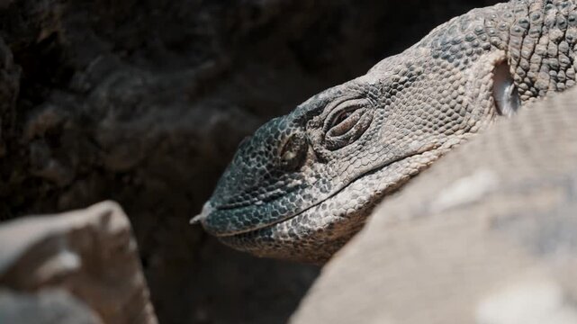 Medium shot of monitor lizard laying motionless on rocks