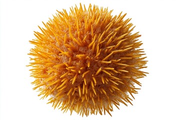 Macro Golden Spiky Pollen Sphere On White