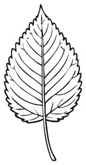 Fototapeta premium Detailed Leaf Outline with Veins Botanical Illustration Natural Symbol