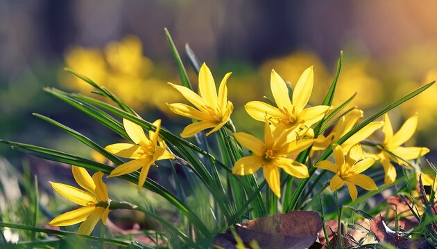 close up of blooming gagea blossoms in spring
