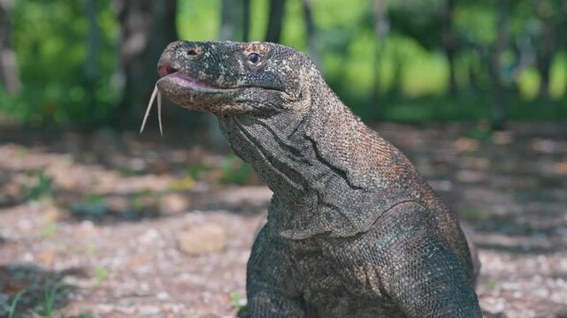 Monitor lizard stcking its tongue out, slow motion