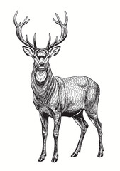 Detailed deer sketch with vintage engraving style in black and white