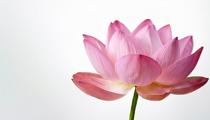 Fototapeta premium Pink Lotus Flower Blossom on White Background Isolated