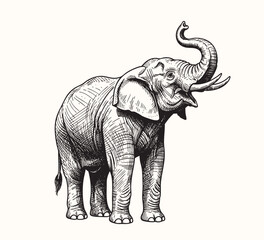 Fototapeta premium Old-style black ink engraving of an elephant standing firmly, hand-drawn etching technique