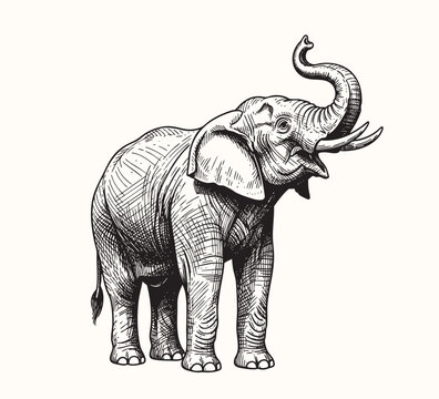 Old-style black ink engraving of an elephant standing firmly, hand-drawn etching technique
