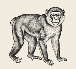 Obraz premium Detailed black and white monkey drawing in vintage style