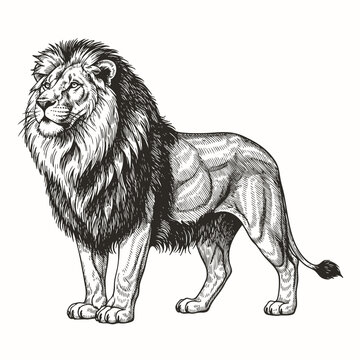 Vintage engraving isolated lion king set illustration ink sketch. Africa wild cat background animal silhouette art. Black and white hand drawn image