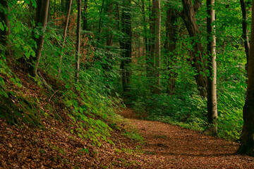 ordinary summer forest landscape dirt trail between trees and greenery foliage environment space common nature