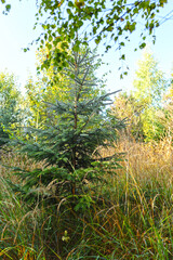 Norway spruce in the morning after rain with drops on the branches, High Tatras.