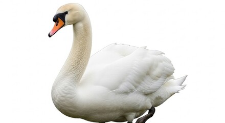 Obraz premium Elegant white swan gracefully posing against a clean backdrop, perfect for nature lovers and wildlife enthusiasts seeking serene, peaceful imagery for creative projects