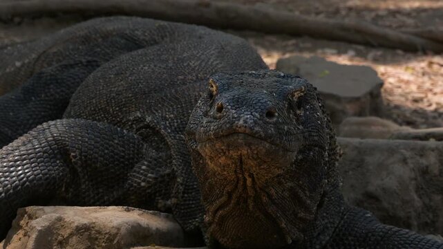 Monitor lizard moving its head towards camera
