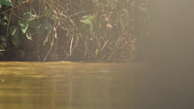 Leopard hunting, catching fish in river water