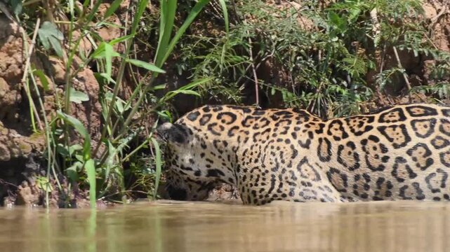Leopard wading in shallow water